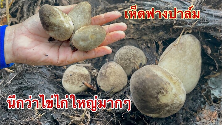 นึกว่าไข่ไก่ดอกใหญ่มากเห็ดฟางปาล์ม พาตื่นแต่เช้าๆมาหาเมนูตามธรรมชาติจ้า