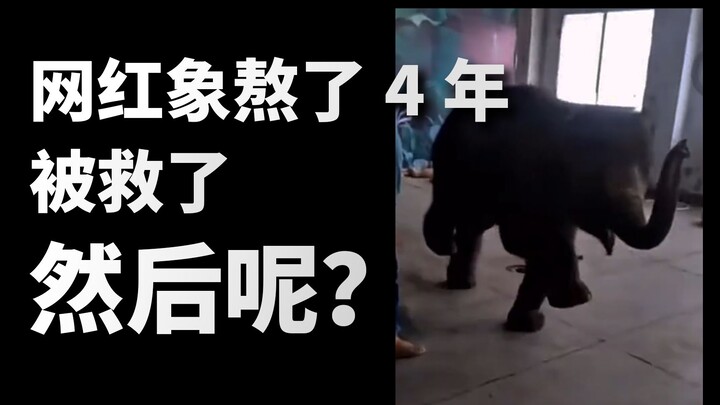 【基德】工资只发草，一级保护动物做练习生，“动物表演”为何管不了？