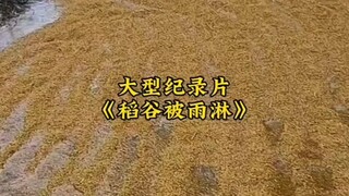 你发现你的父亲并没有打你，而是半夜蹲在稻谷旁偷偷掉眼泪，并且拿起本子写孩子学费还差1572.65