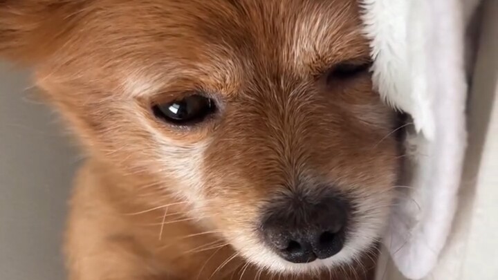 رائحة جرو صغيرة في السرير