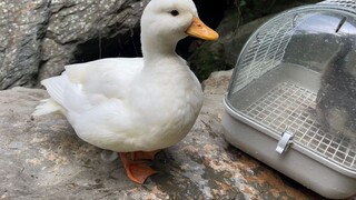 Bebek dan Angsa Konyol,  Aku Ragu Mereka Sepertinya adalah Babi