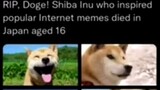 The doge died 😢