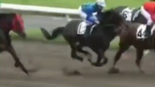 Makhluk berkaki empat: Tidak punya harga diri, langsung dipukul jatuh