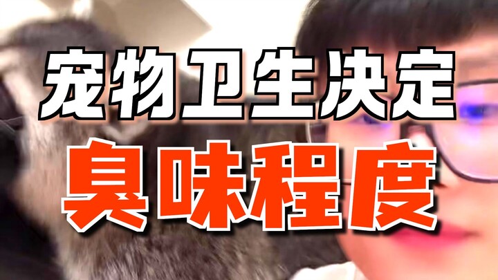 แร็กคูนที่เลี้ยงไว้เหม็นไหม? ตัวแร็กคูนเองไม่มีกลิ่นตัว ไม่เหม็น และชอบความสะอาดมากเลยนะคะ