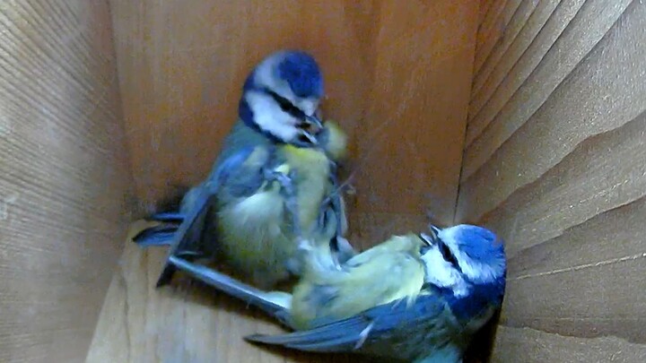 The little chickadees are fighting again and they don't come home at night. I am so worried.