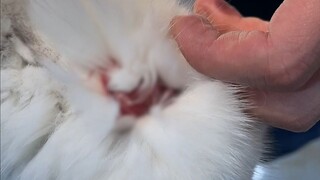 怎么能辜负小猫呢，她也是家庭中的一员
