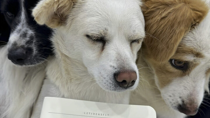 แมวจรจัดก็สามารถกินหม่าล่าทังได้ทุกวันแล้ว