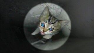 深不见底烟道惊现狸花小奶猫，看到光后疯狂呼救！