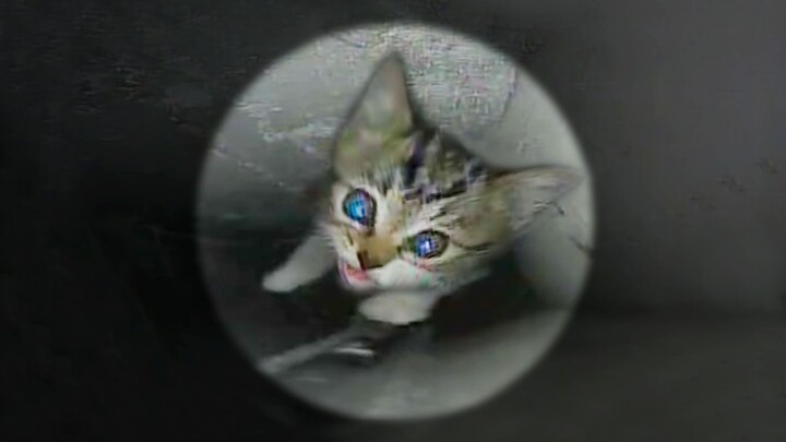 A little tabby kitten suddenly appeared in the bottomless chimney, and frantically cried for help af