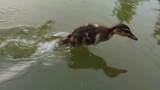 Bringing the Ducks to Swim Outdoor
