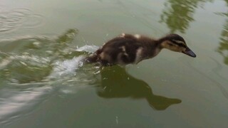 Bringing the Ducks to Swim Outdoor