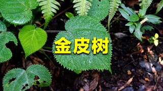 Cây đau đớn nhất thế giới, có người đã dùng nó lau mông rồi tự bắn vào mình vì đau đớn