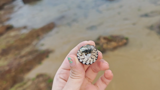 没说赶海一定要下肚的…吧？（海南陵水县）