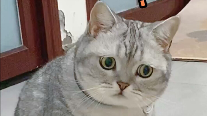 I wanted the vet to find a girlfriend for my cat, but the vet ended up saying something like this...