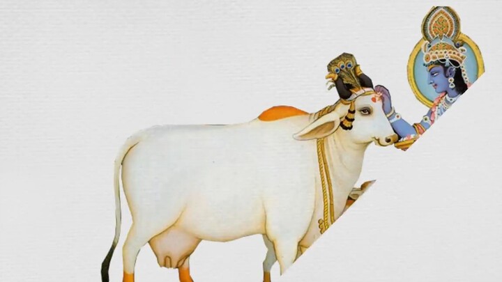 Tại sao Ấn Độ tôn sùng Bò hơn cả con người__