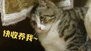 A Happy Problem: Stray Cats Who Come Knocking on My Door Every Day, Begging to Be Taken In