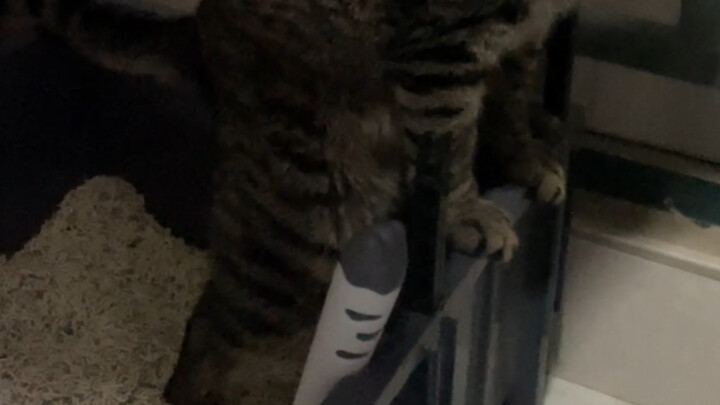 The kitten stands on one leg while pooping, straining so hard its leg is shaking.
