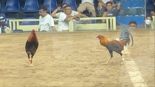 LAST FIGHT 3COCK DERBY ELIMINATION LCA, TRIPLE J VS 30 RMY 220K PARADA #SABONG WPC BEST FIGHT