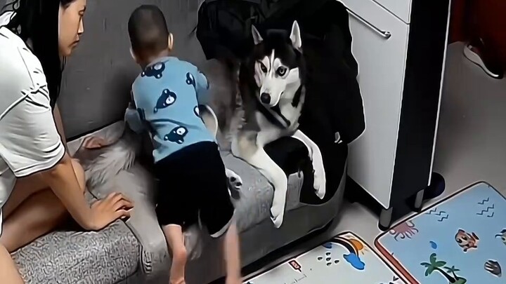 The mother actually let the dog bite her one and a half year old son