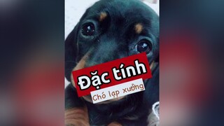 Trả lời  Đặc tính chó lạp xưởng (xúc xích) nè nhe! Cực dễ nuôi mà còn dễ thương vô đối! pet thucung thucungdethuong thucungvuinhon chó chó_cưng