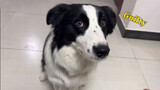 My Border Collie Lied To Me