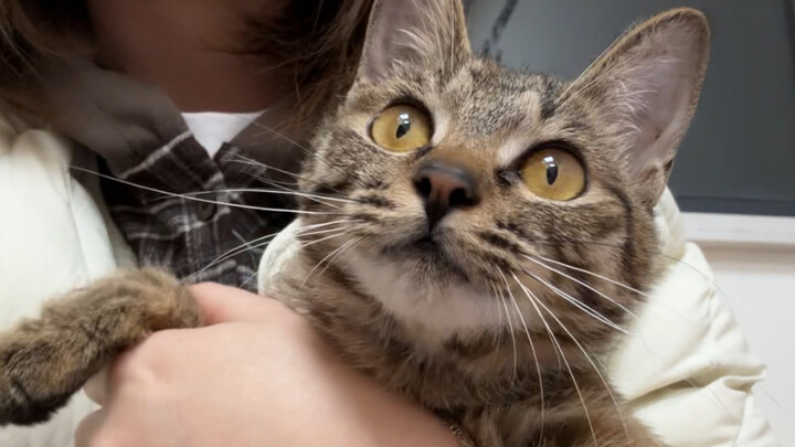 Day 5 of the limping kitten becoming a three-legged cat: walking and using the litter box on three l