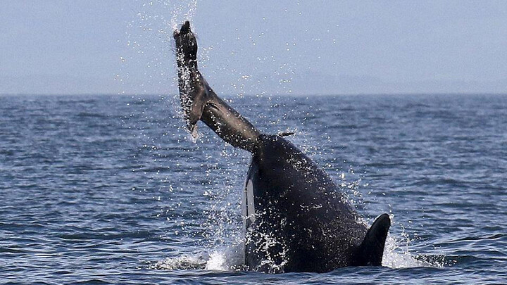 Seal: "Fine, you can eat me, but why are you kicking me around like a ball?"