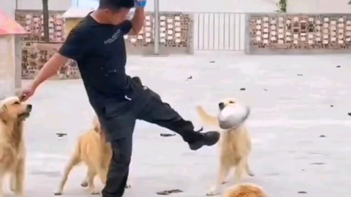 Anjing: Lapar lapar makan makan~ Tuan: Mau makan apa lagi! #Lucu