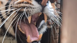 Who is the strongest tiger at the moment?