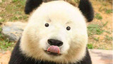 盘点我心目中最爱的十只大熊猫