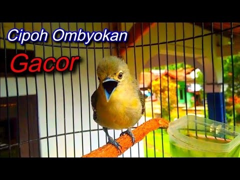 Cipoh Ombyokan Gacor