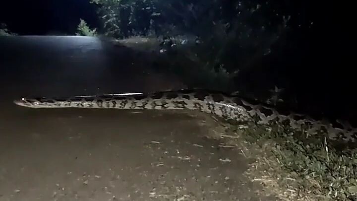 ni lo yg namanx ulat papua..😁😁😁😂🤭