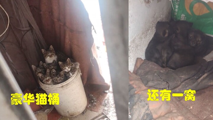 رجل يعرض قطته الصغيرة في المنزل، وعند فتح الباب تجدها جميعًا تنظر مباشرة إليه! المتابعون: من لا يريد