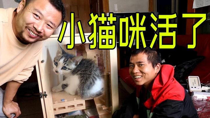Menghabiskan dua ribu yuan berhasil menyelamatkan anak kucing sepenuhnya, tapi dia agak garang!