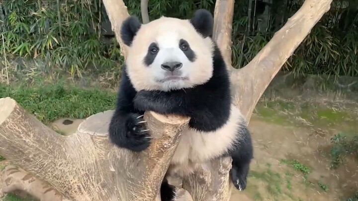 Fu Bao pretends to rest her chin on her hand, trying to sneak the camera when no one’s looking—so cl