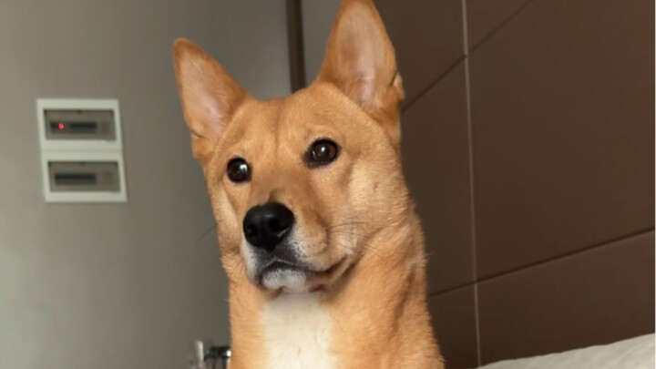 Help! Is this really the same dog?