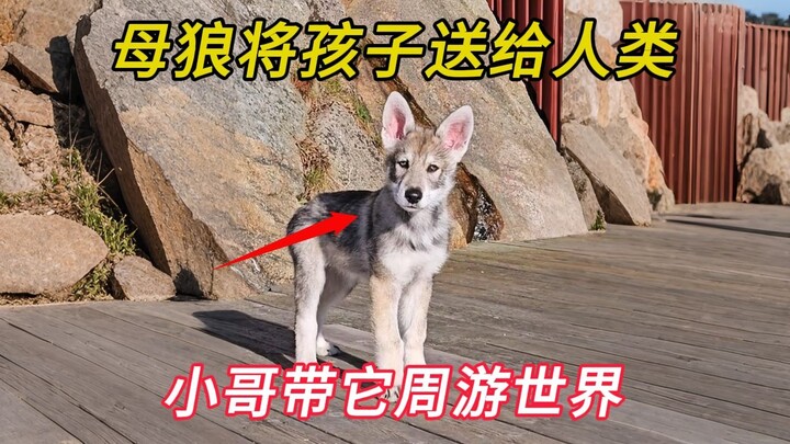 Anh chàng tình cờ gặp một con sói cái trong vườn trái cây, không ngờ nó lại giao cho anh chăm sóc ch