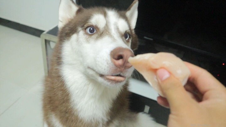 Menggoda husky dengan daging tapi tidak membiarkannya memakannya, apakah ia akan marah?