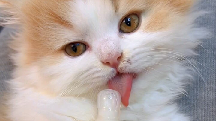 Do everything possible to wean my little kitten