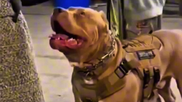 อย่าเข้าใกล้หมาตัวนี้ #viralvideo #trendingshorts #viralshorts #pets #animals #เ