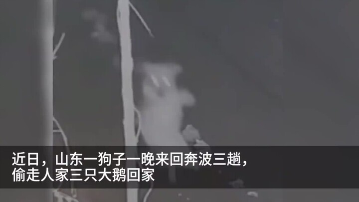 The dog ran three times in one night, bringing back three geese each time. Seeing the surveillance f