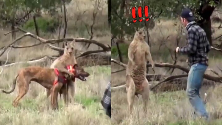 Chú kangaroo: Mẹ tôi còn chưa từng đánh tôi đâu!