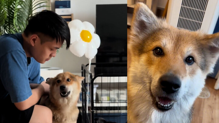 A stray dog pouts and begs a man to take it home on the street, and soon after returning, it unexpec