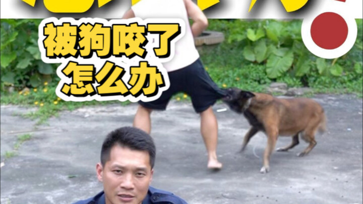 What should I do if I’ve been bitten by a dog?