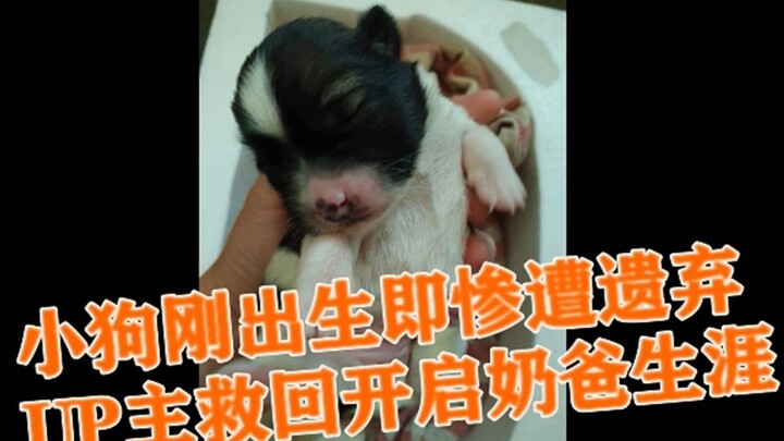 Mengharukan!!! Anak anjing malang yang baru lahir dan belum sempat membuka mata sudah dibuang di sem