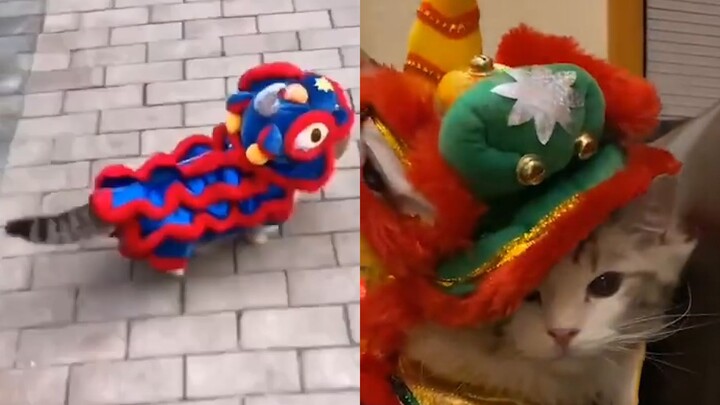 Miao Miao: Jadi teringat masa-masa dulu saat aku bertugas di Gerbang Langit Selatan.