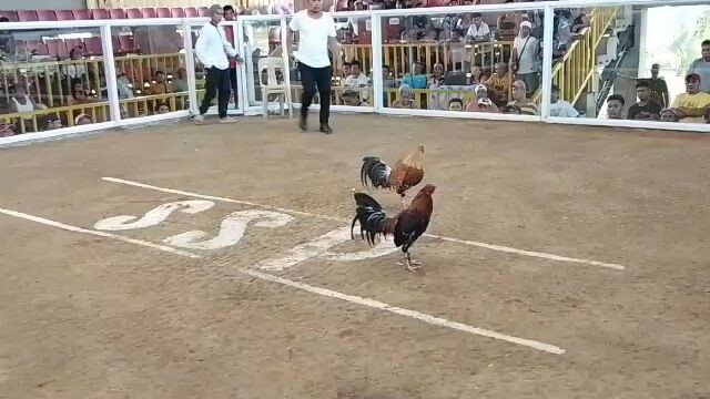 pitogo fight 12 30 2025