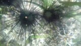 DEEP SEA DANGERS IN THE PHILIPPINES & THE COMMON SEA URCHIN IN 3 FEET OF WATER OFFERS A WORLD O PAIN
