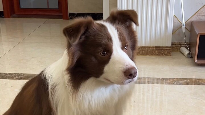 นี่คือสุนัขที่มีพื้นฐานยืดหยุ่นมาก