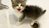 พยายามอย่าหัวเราะ วิดีโอแมวที่สนุกที่สุดในโลก วิดีโอสัตว์ตลก 40
